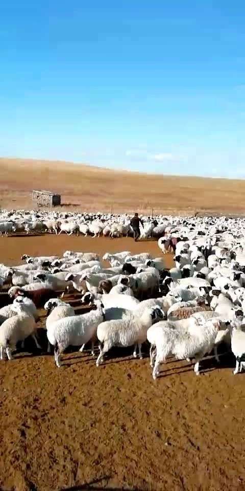 呼伦贝尔西旗羊,自家牧场纯天然放羊15049082438