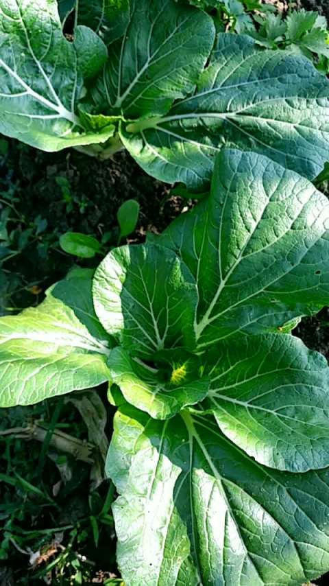 爱种菜《黑叶白菜》