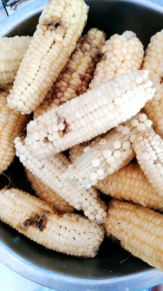 这样的玉米棒你敢吃吗?