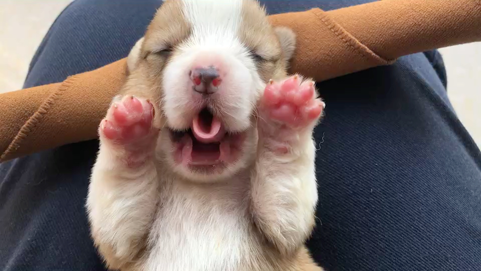 能不能97?强森的一窝小短腿宝宝