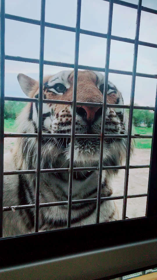 假虎91 人虎91真虎91