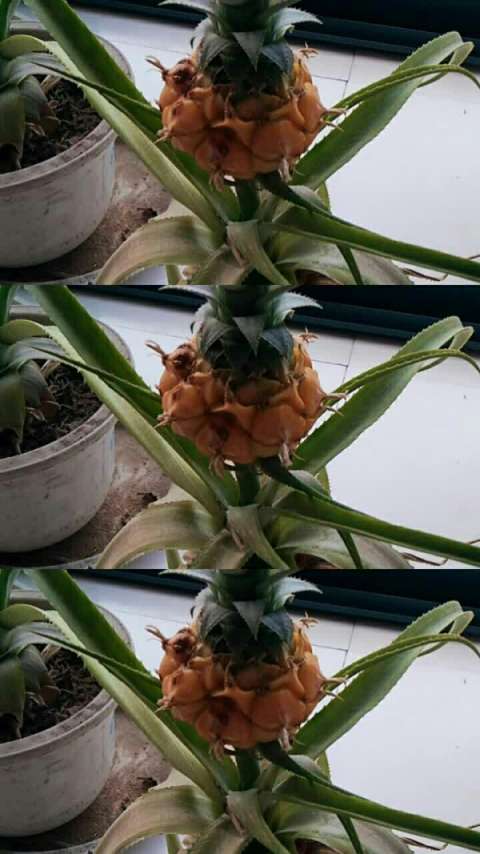 三年前用菠萝头种的小菠萝 真的成熟了707004