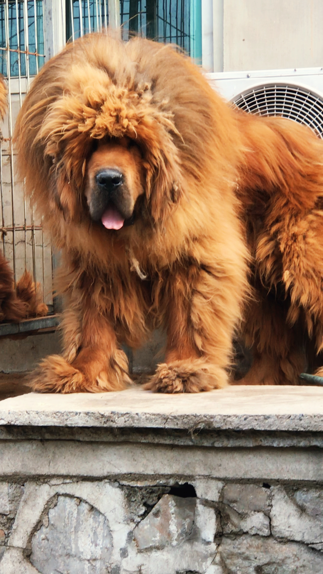 大狮子0315藏獒 威武雄壮