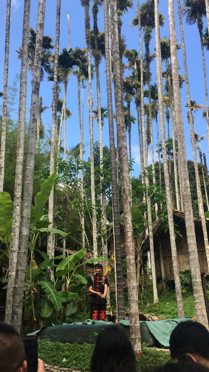 黎族小哥快速爬槟榔树,太帅啦!