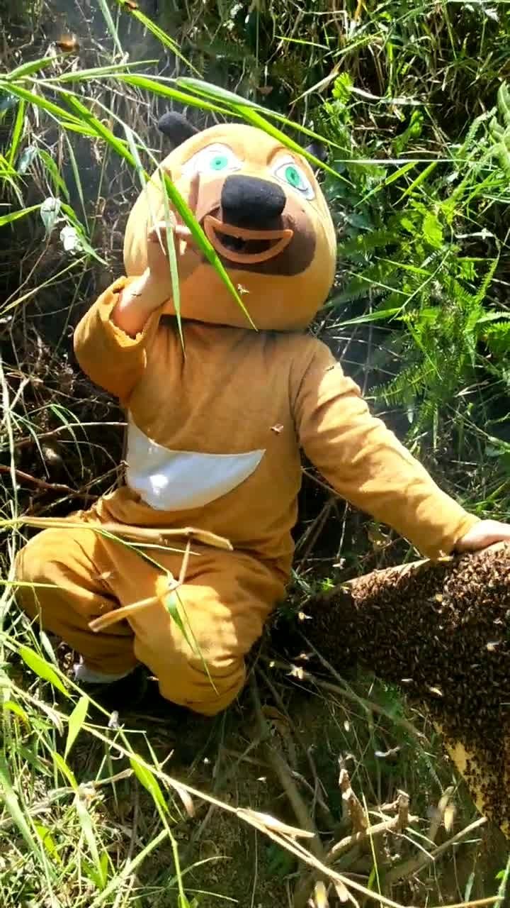 海南三亚排蜂王排蜂哥