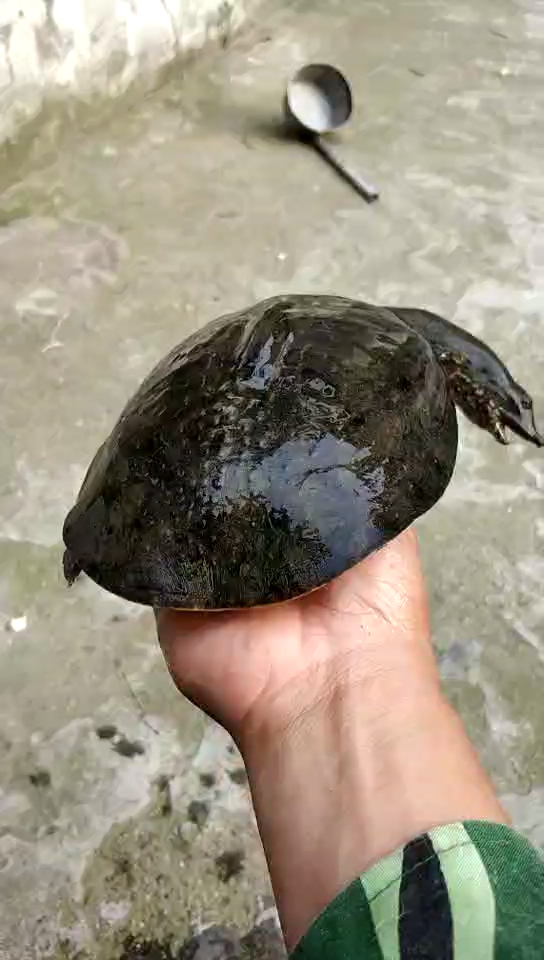 刚抓到的黑花精品甲鱼