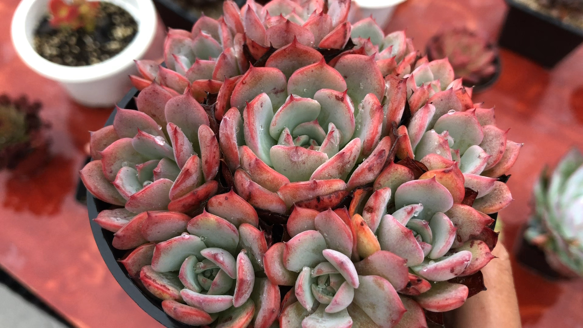 多肉#劳伦斯 完美捧花 大小约12cm 8892