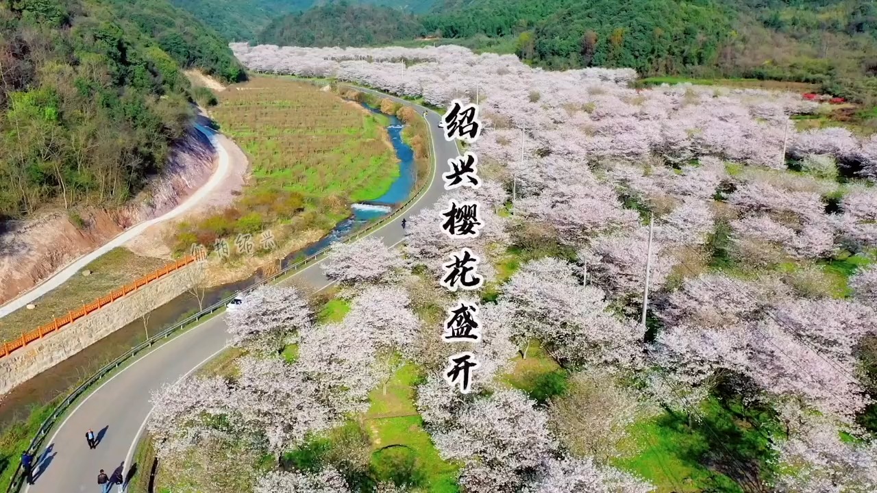 章镇张村樱花谷图片