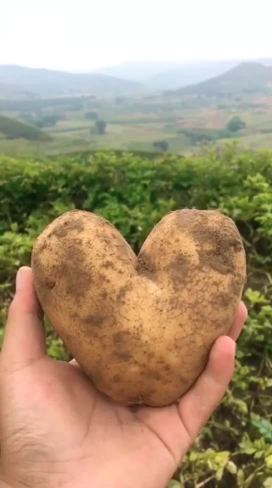 吃个新洋芋,挖出了个爱心的形状