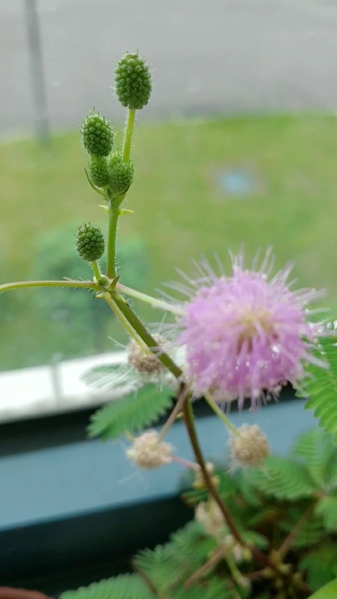 记录含羞草_打花苞_开花_结果,第一次见证,期待秋收90