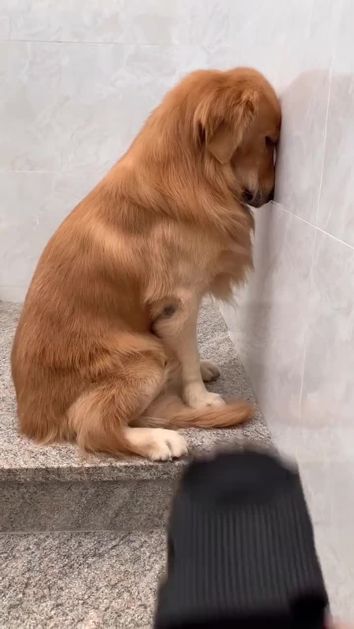 养只狗吧,天天都能穿上新拖鞋!面壁思过拆拖鞋的狗拆家的金毛