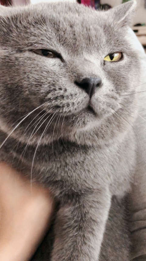 养了一个白眼猫,我问它爱不爱我,结果它就给了我个这样的眼神