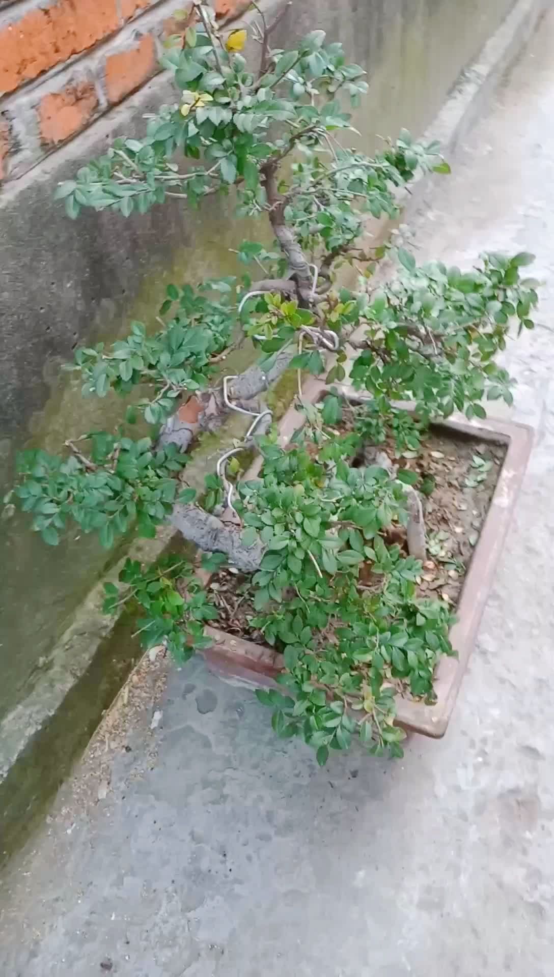 云片层次,提根龙爪,5公分以上,6年了可也有型了