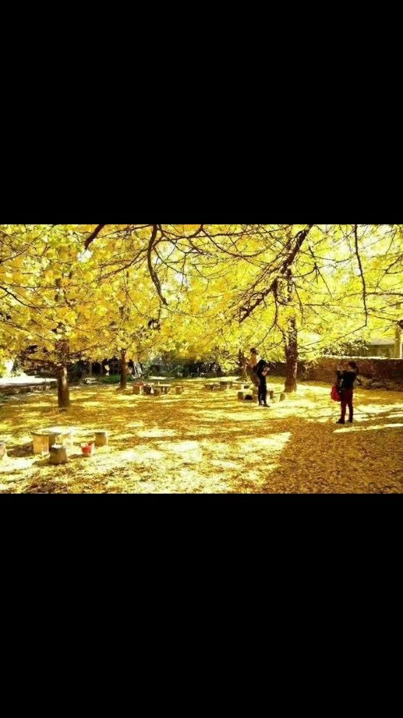 初秋的天,冰冷的夜,景色却是那么那么美