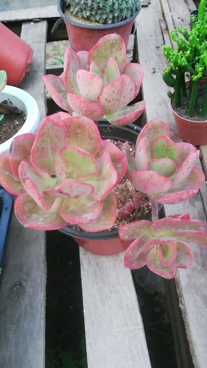 初吻老桩.#多肉控