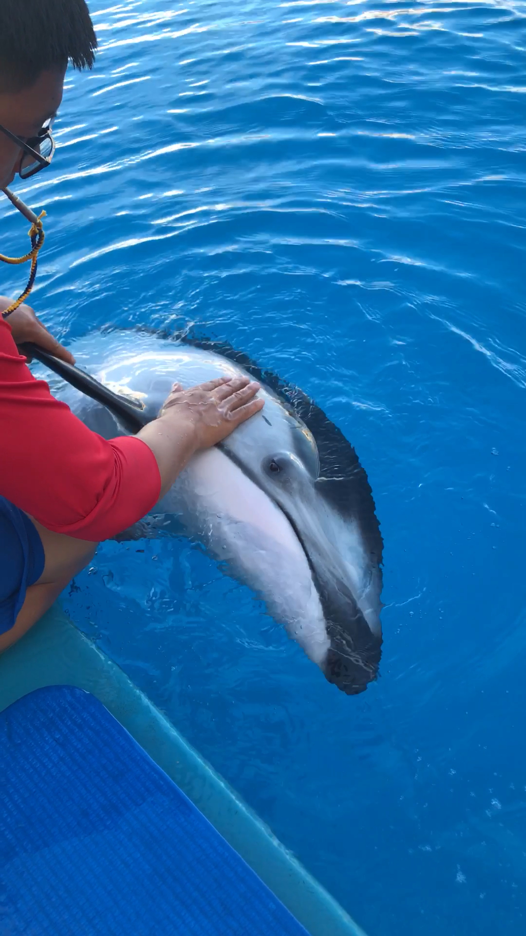 科普一下:知道海豚宝宝的耳朵在哪里么?看这里