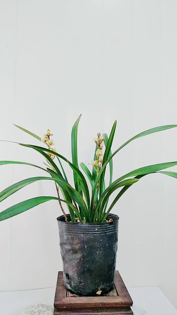 浓香建兰金荷带花苞