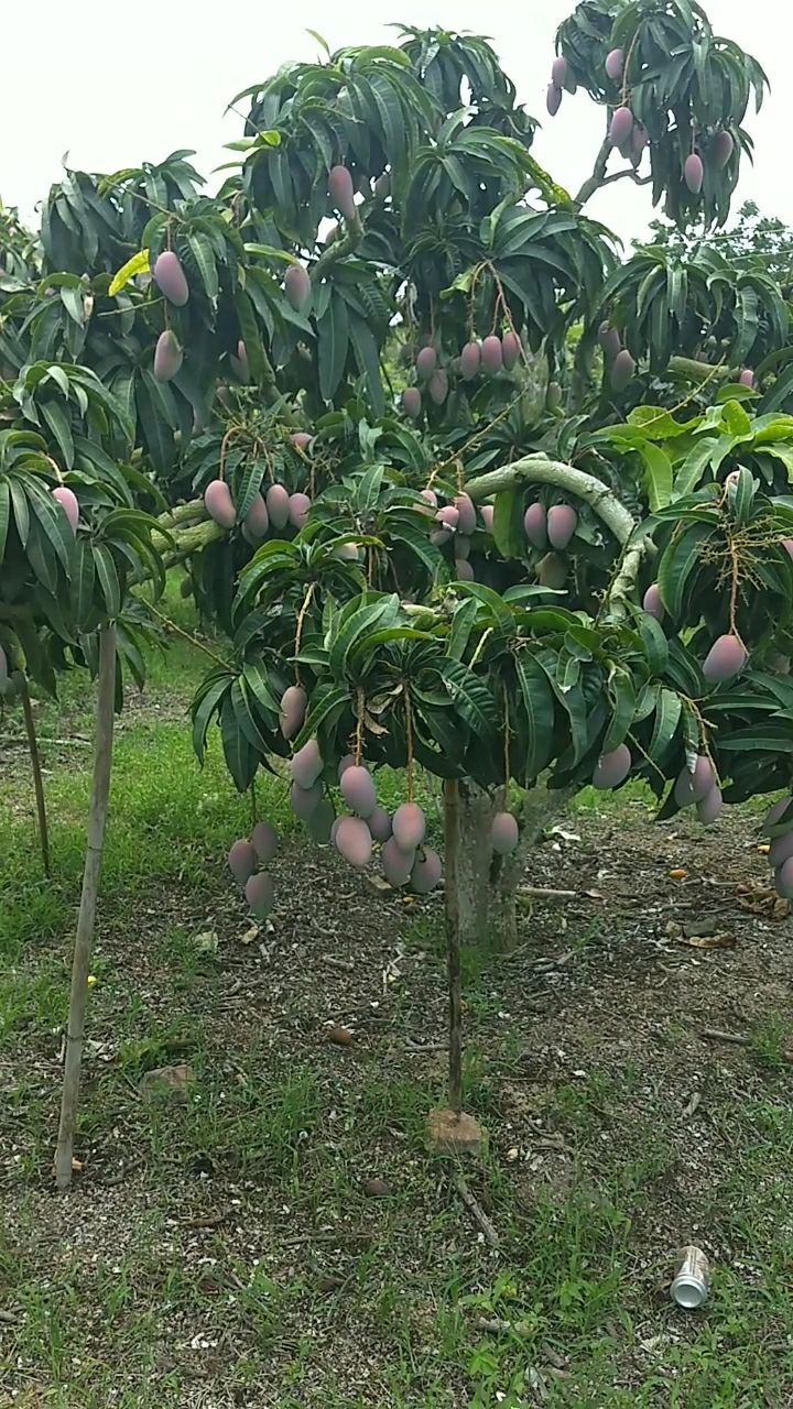 真真树上熟的贵妃芒果