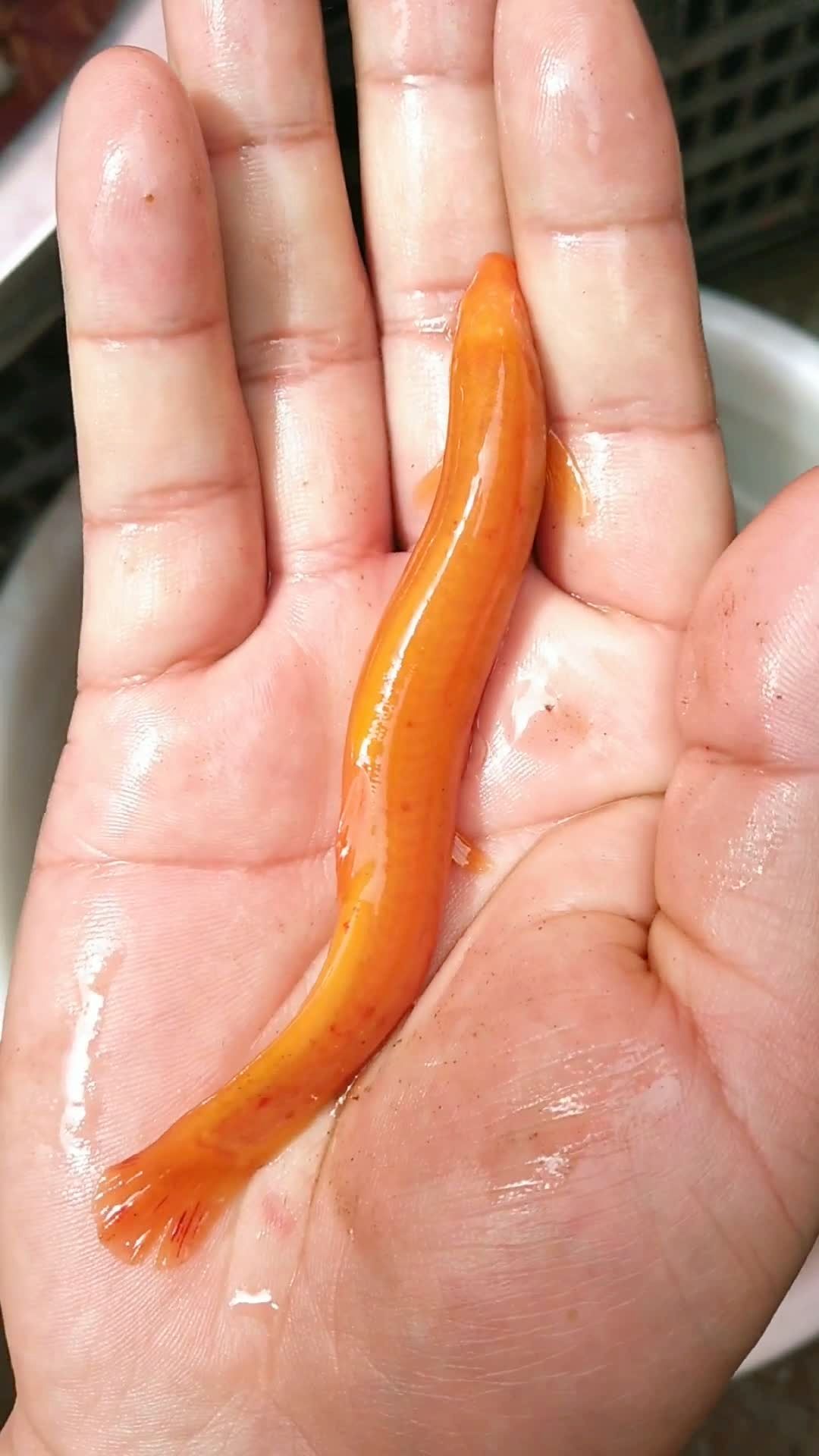 貔貅有三身,三世转金鳅,见此物必一帆风顺!