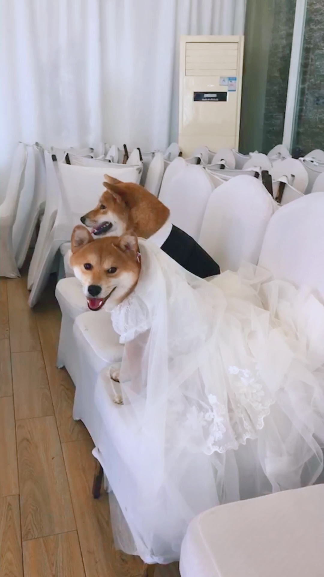 带着这对"狗男女"来拍一个狂撒狗粮的广告94