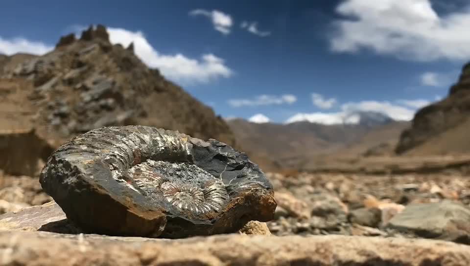 侏罗纪时代的岩层.珠峰脚下海螺化石