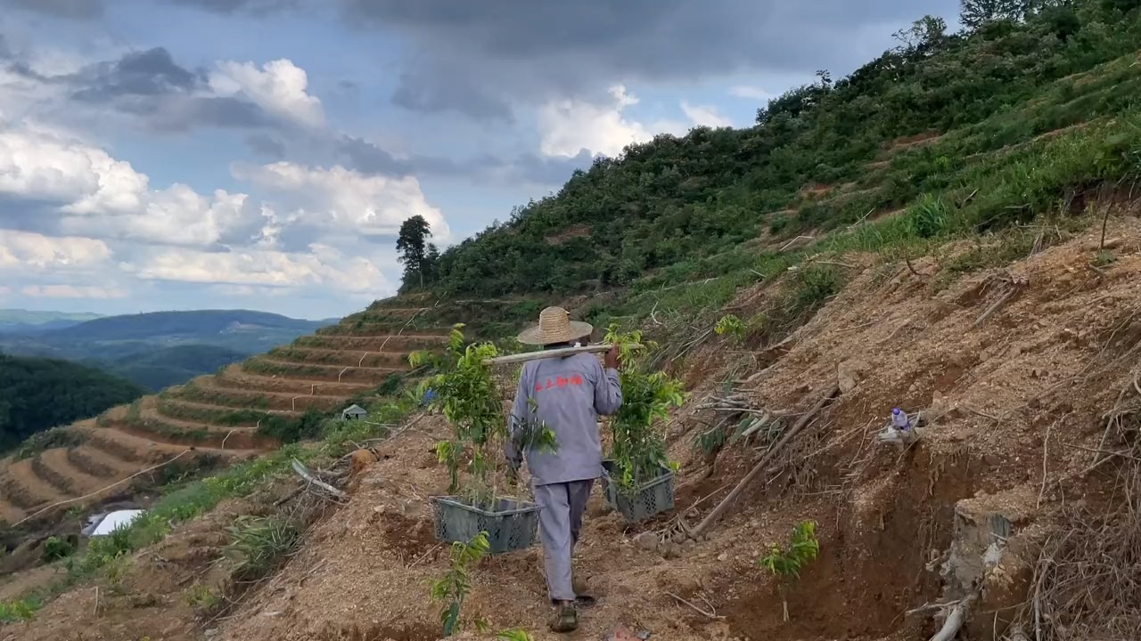 在山上种树不容易啊!