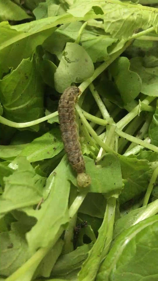 摘着小白菜,突然发现一个毛毛虫,老妈种的无公害绿色蔬菜～9797