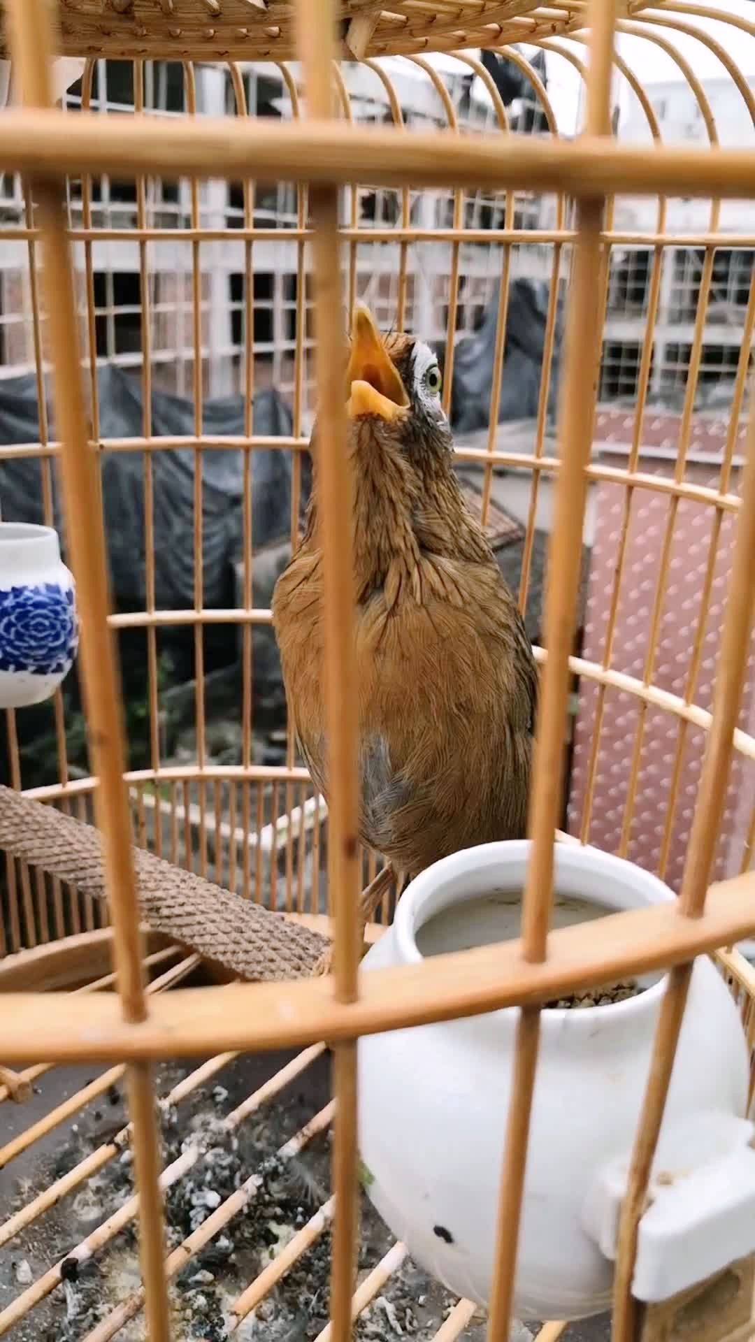 去年的原毛画眉鸟 二退了 漂亮吗