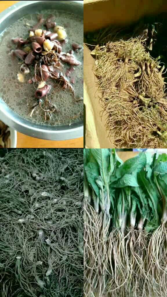 野生理肺散.宣肺平喘,理气化痰.【主治】喘嗽,胁肋刺痛,不得眠睡.