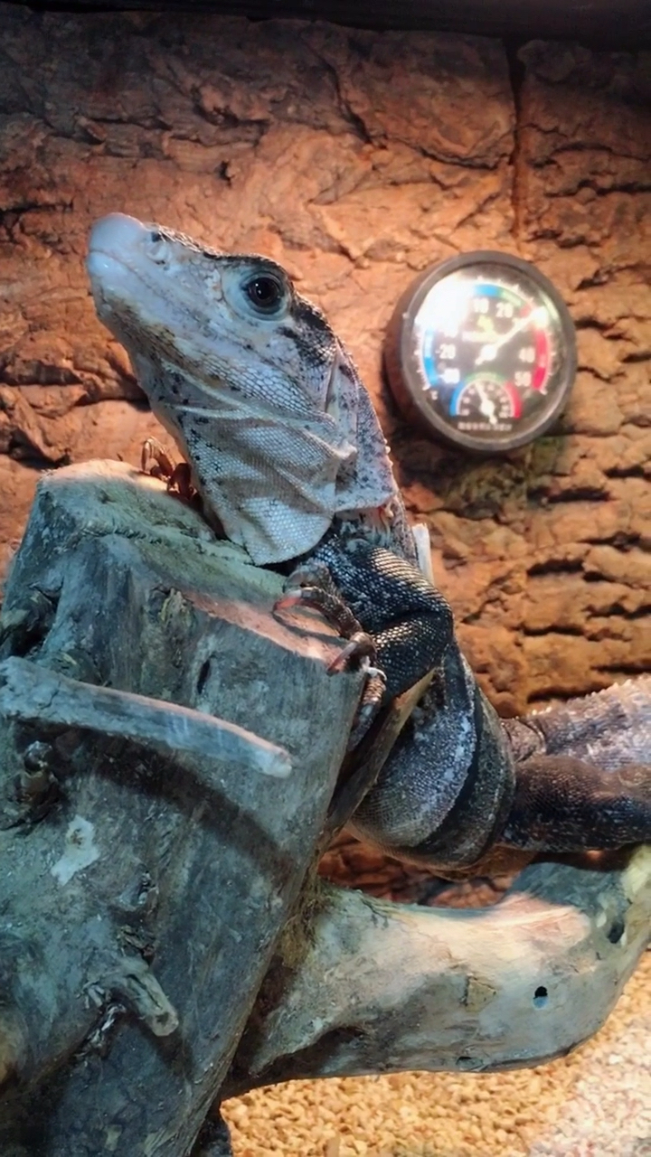 中美刺尾鬣蜥@{uid:1502349662339070,nick:经纪�