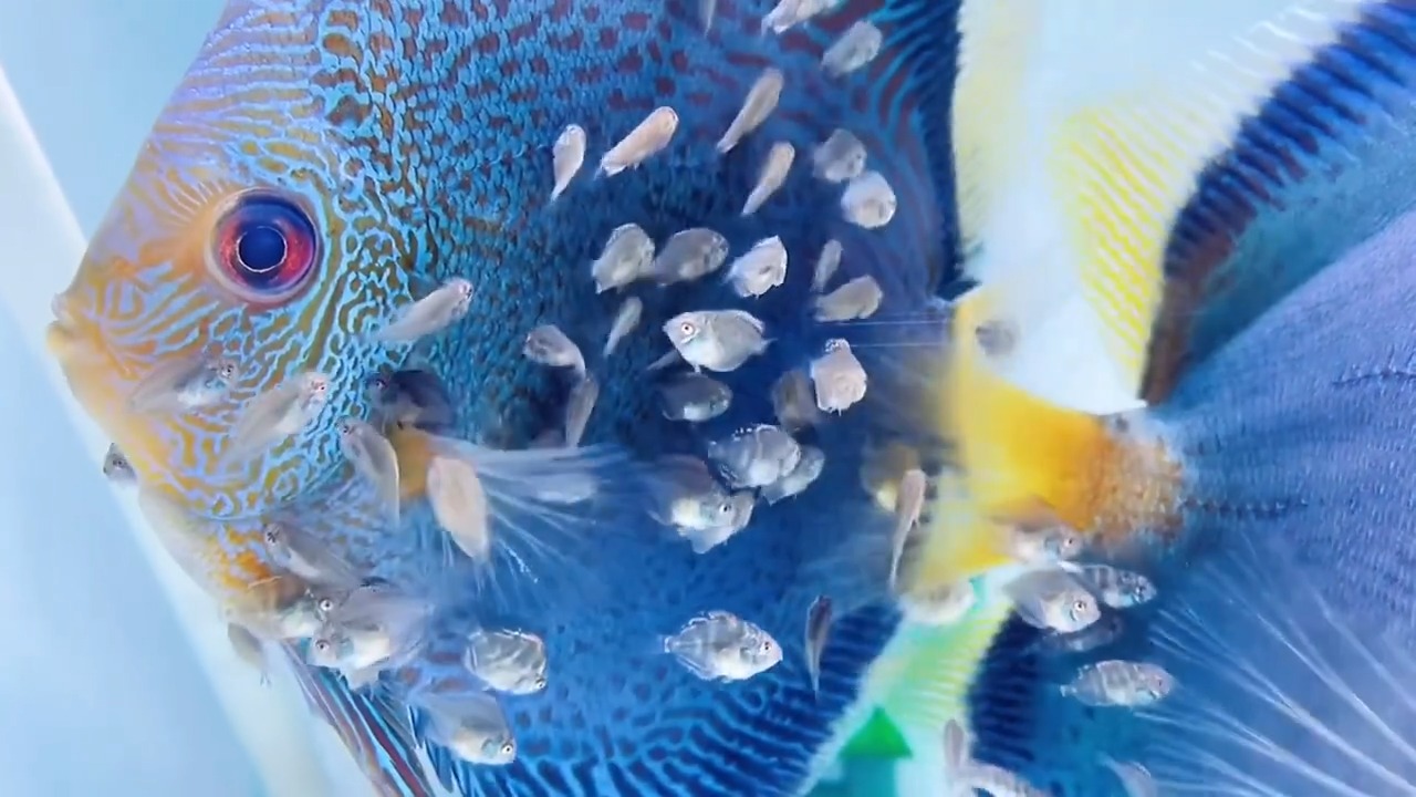 七彩神仙鱼#七彩蓝蛇#蓝色蛇纹