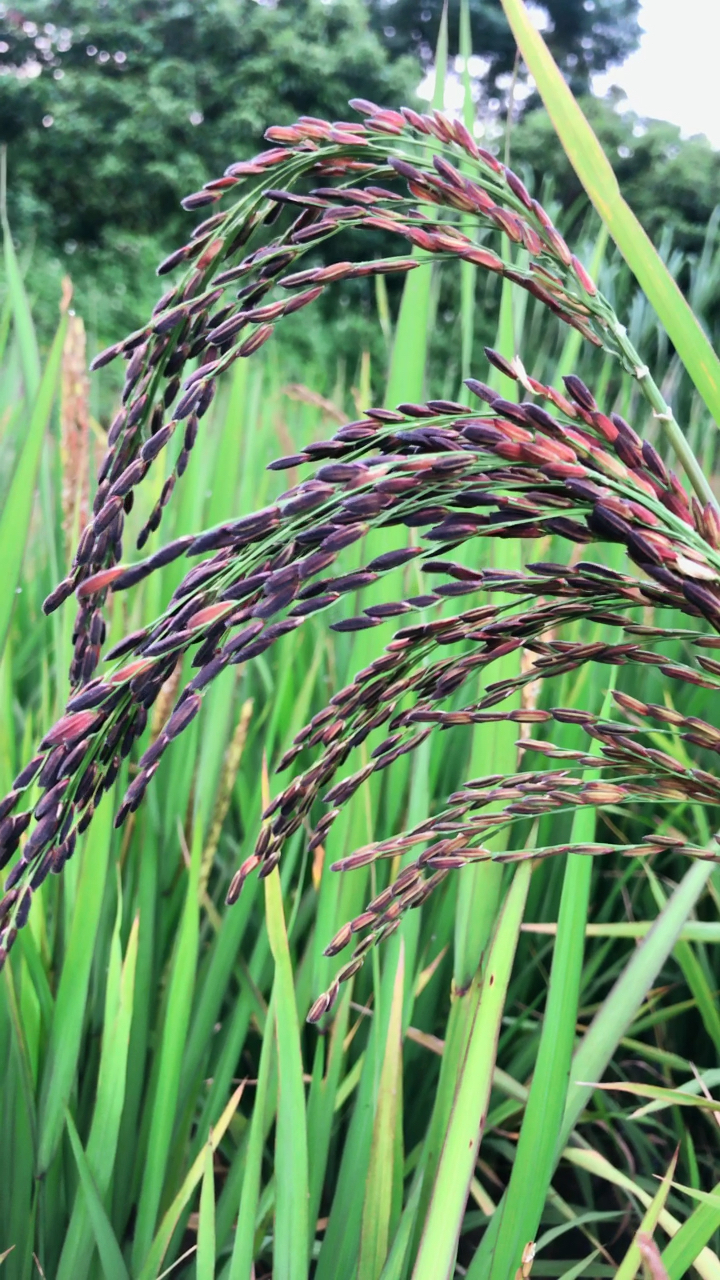 黑糯米,很快就到收获季节了