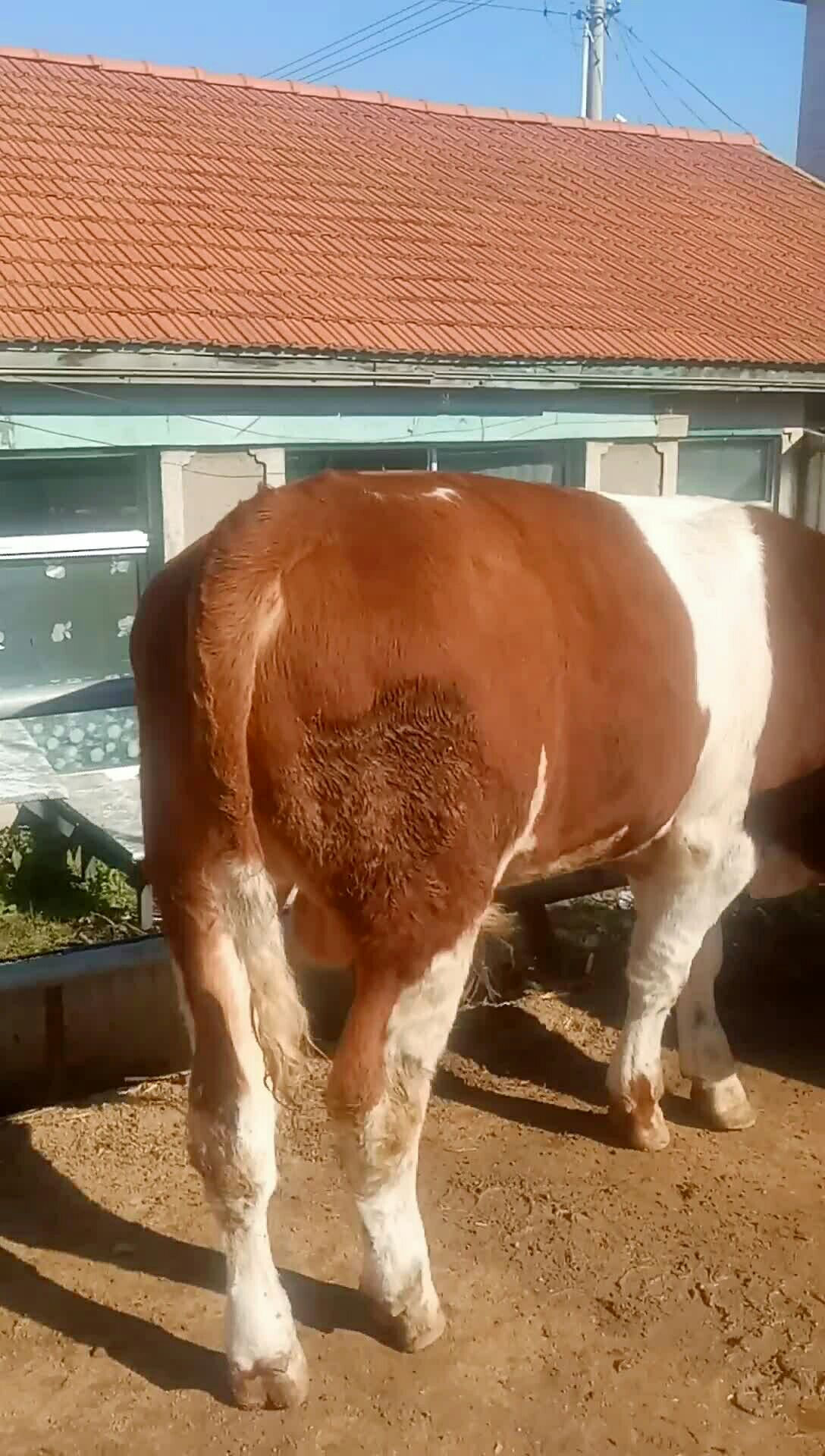 600斤左右西门塔尔架子公牛