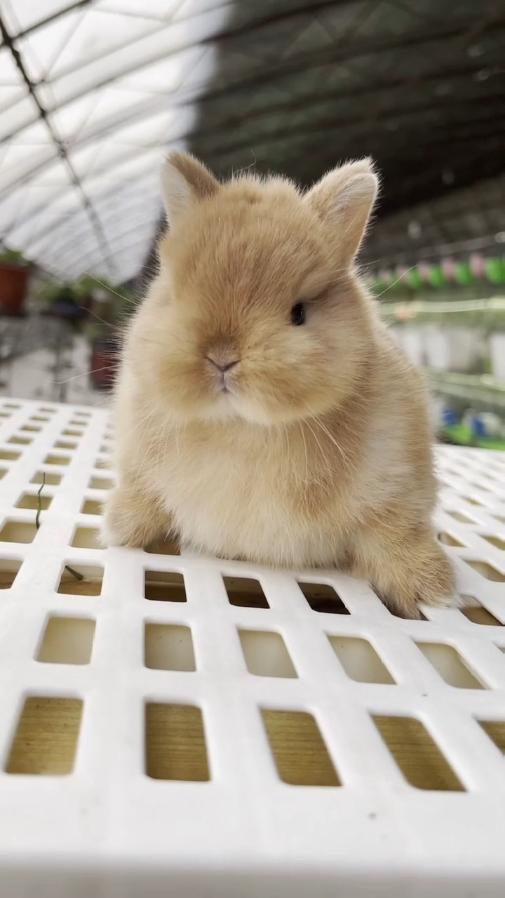 进口宠物兔/侏儒兔/小兔子/宠物/萌宠/猜歌 #宠物 #侏儒兔 #兔子
