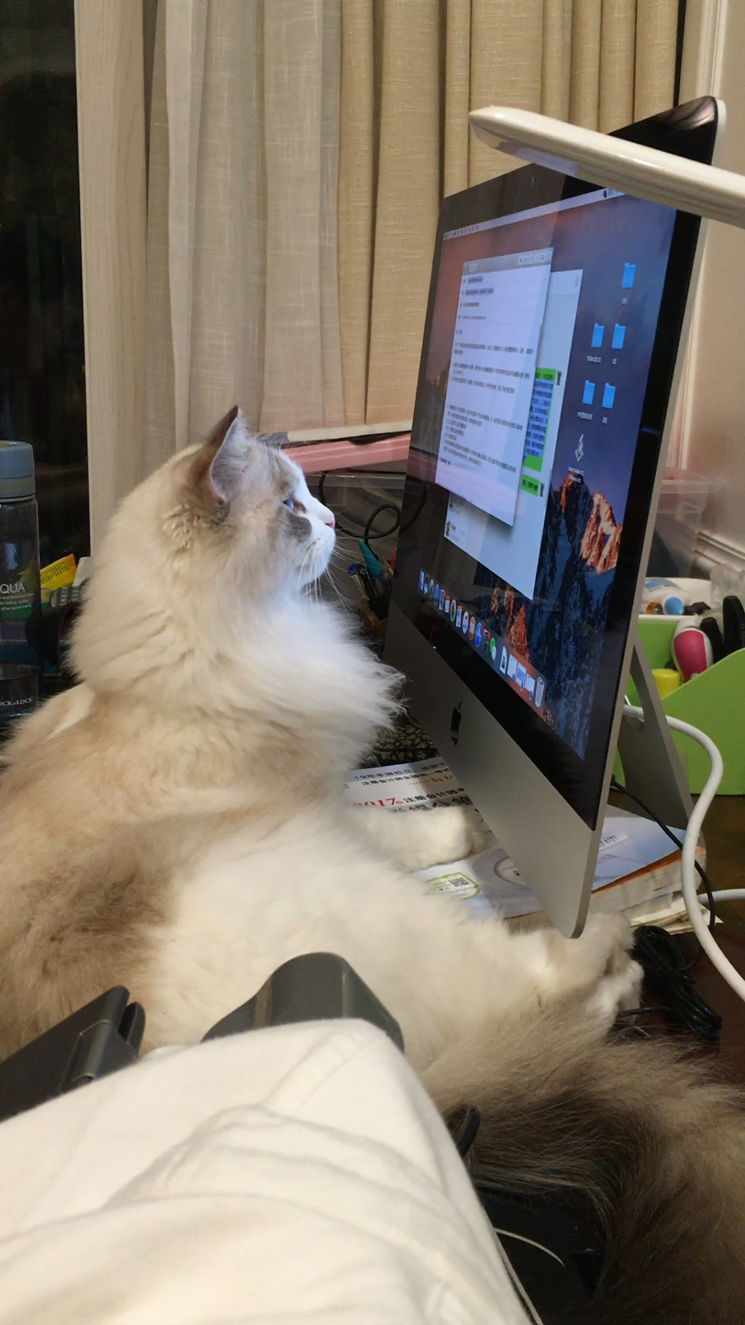 一只猫看电脑图片图片