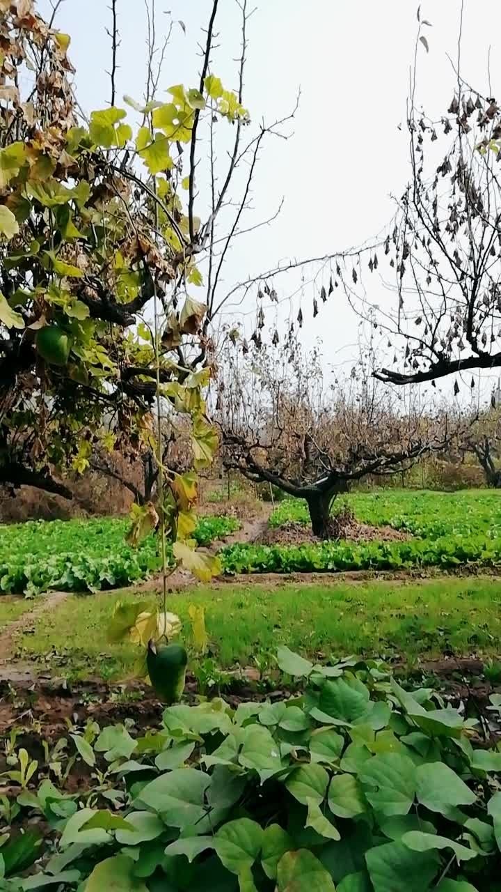 屋子西边可种松,能助家运事业兴