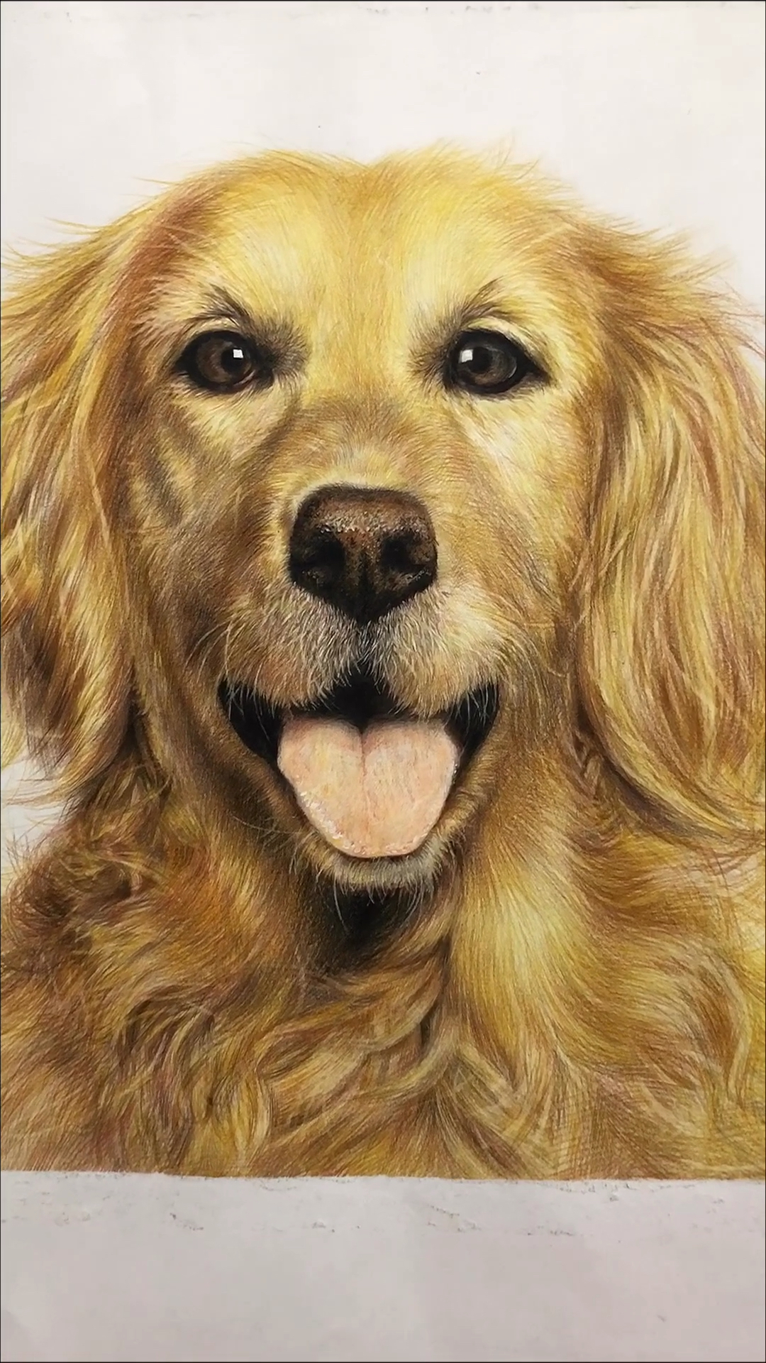 画一张彩铅金毛犬