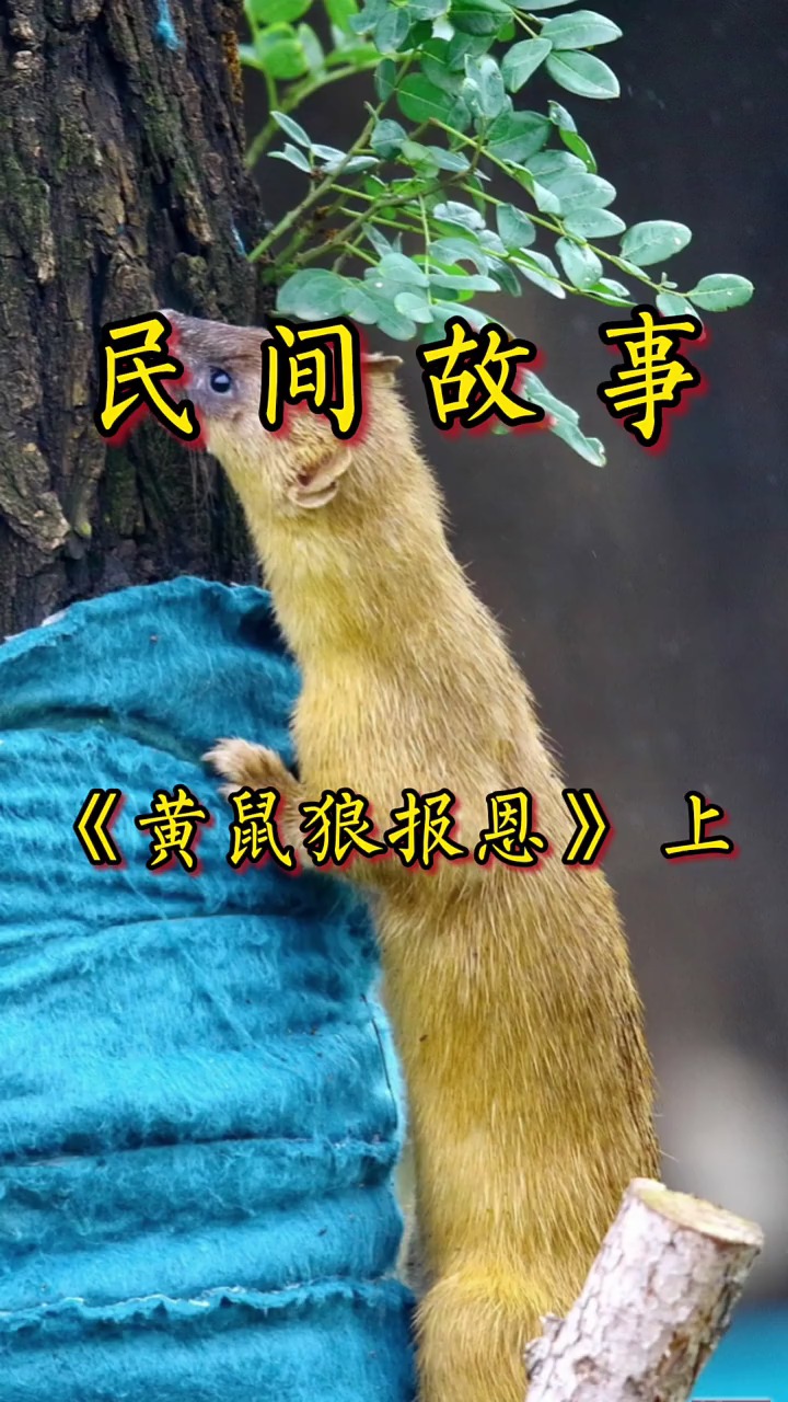 黄鼠狼报恩(第一集)#民间故事 #经纪人小微