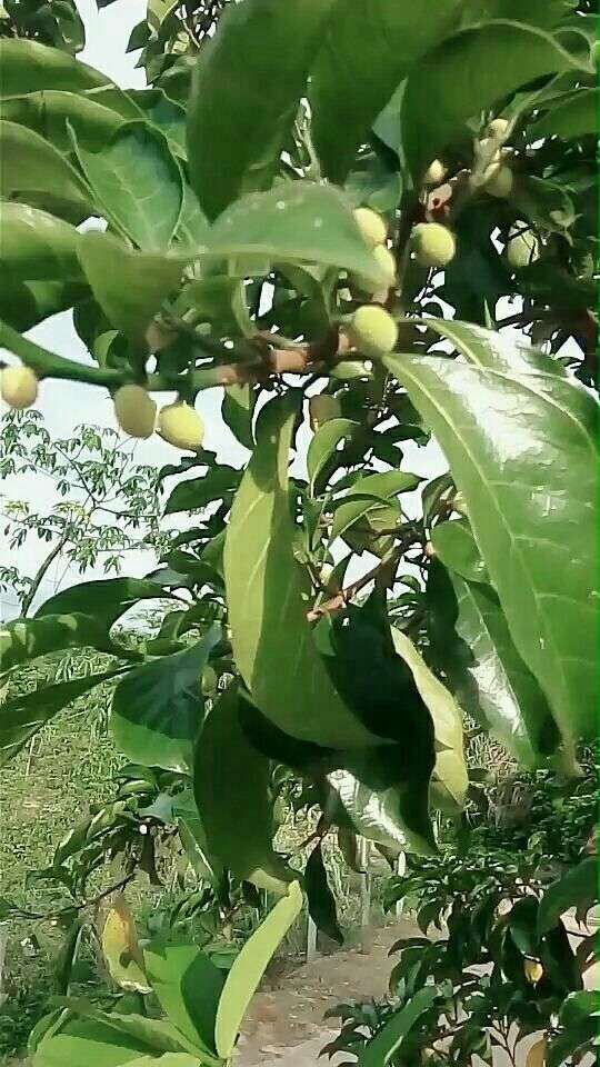 神奇狗卵子树果挂满枝