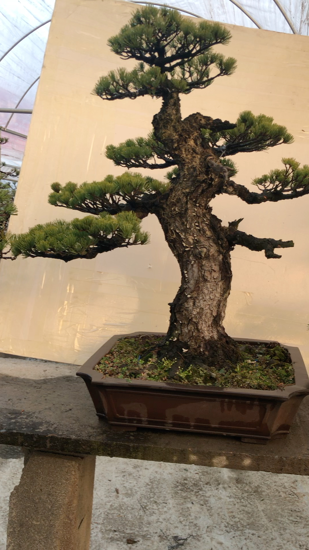 宫岛大阪松盆景,高端大气上档次