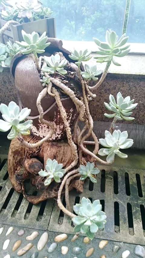 冬美人悬崖桩,欣赏一下