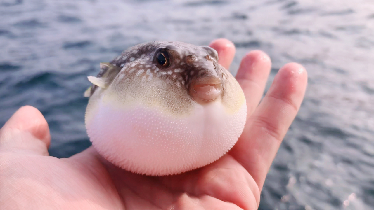 我见过最萌的鱼