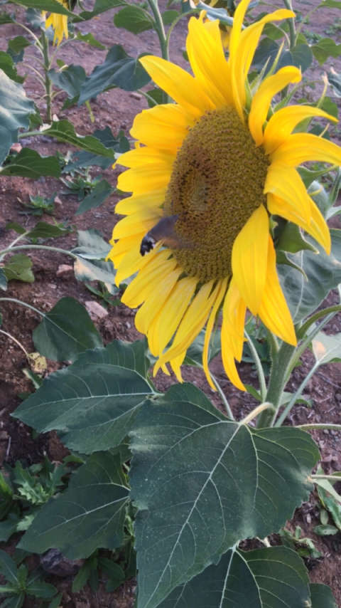 咕噜蜂飞舞采蜜忙