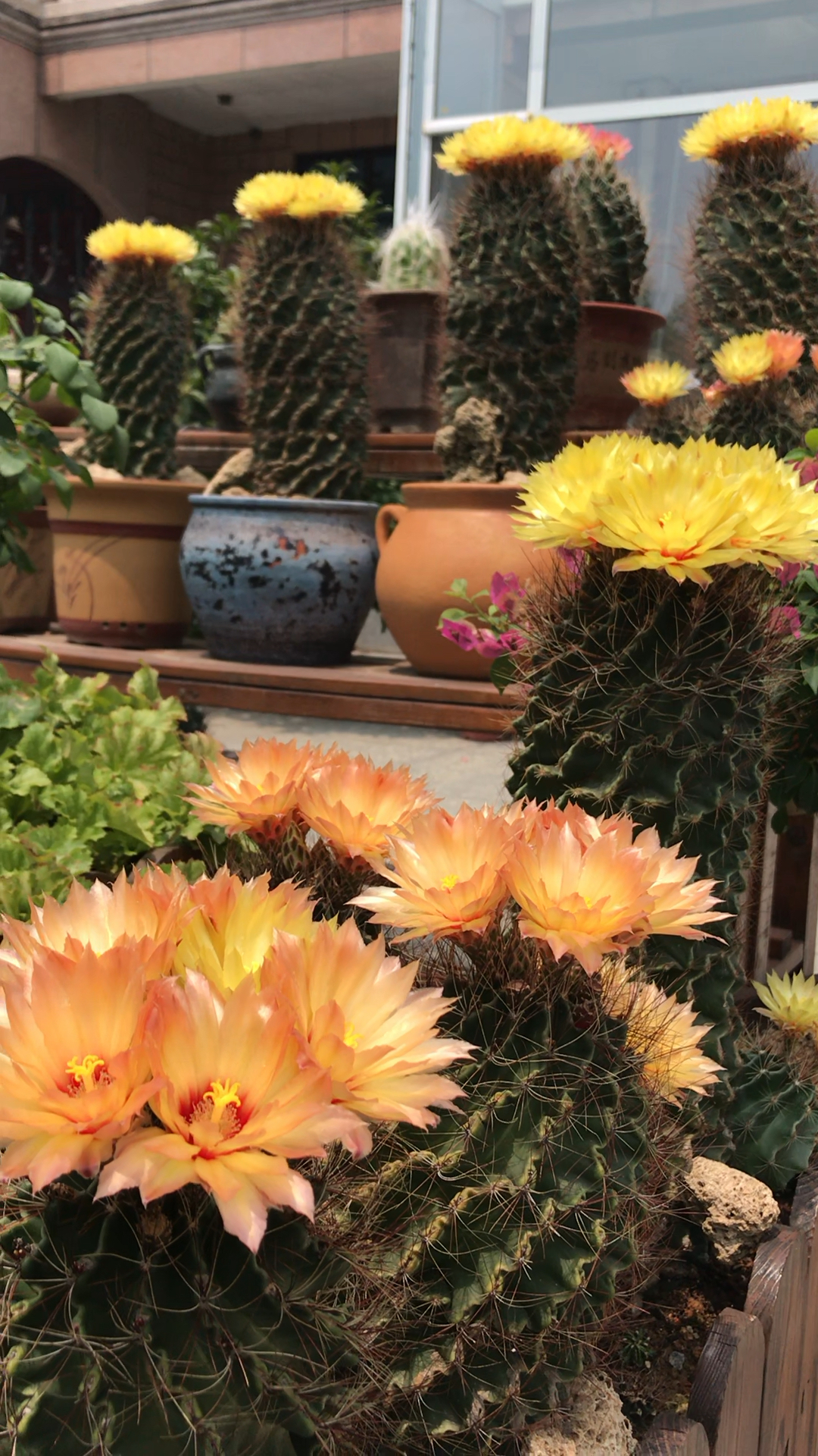 左右旋转龙王球,这品种从5月开花开到10月天天是花期,不怕晒不怕淋雨