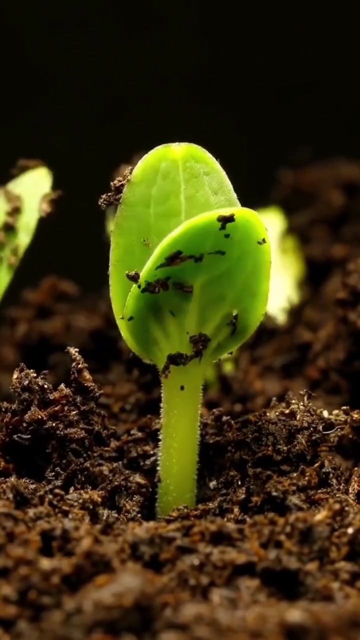 破土而出,一个新的生命!