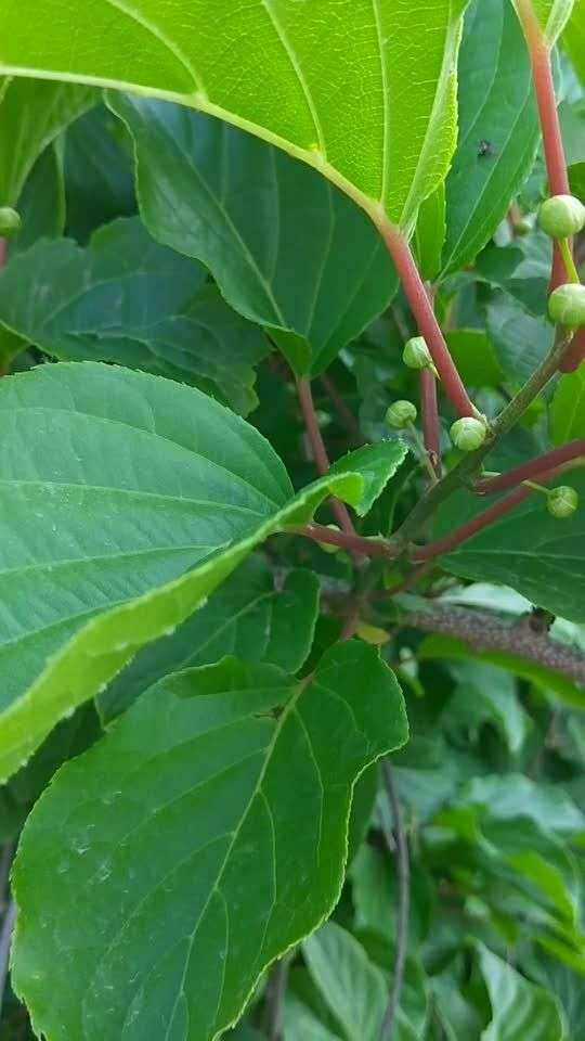 耐寒軟棗獼猴桃花蕾已見