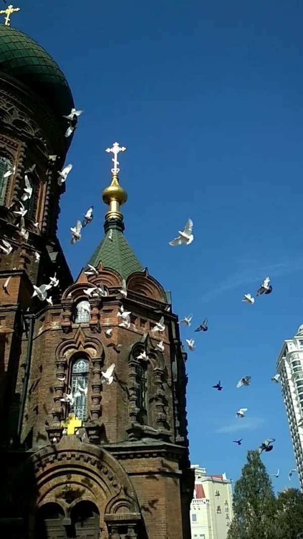 白鸽飞舞的哈尔滨圣索菲亚大教堂