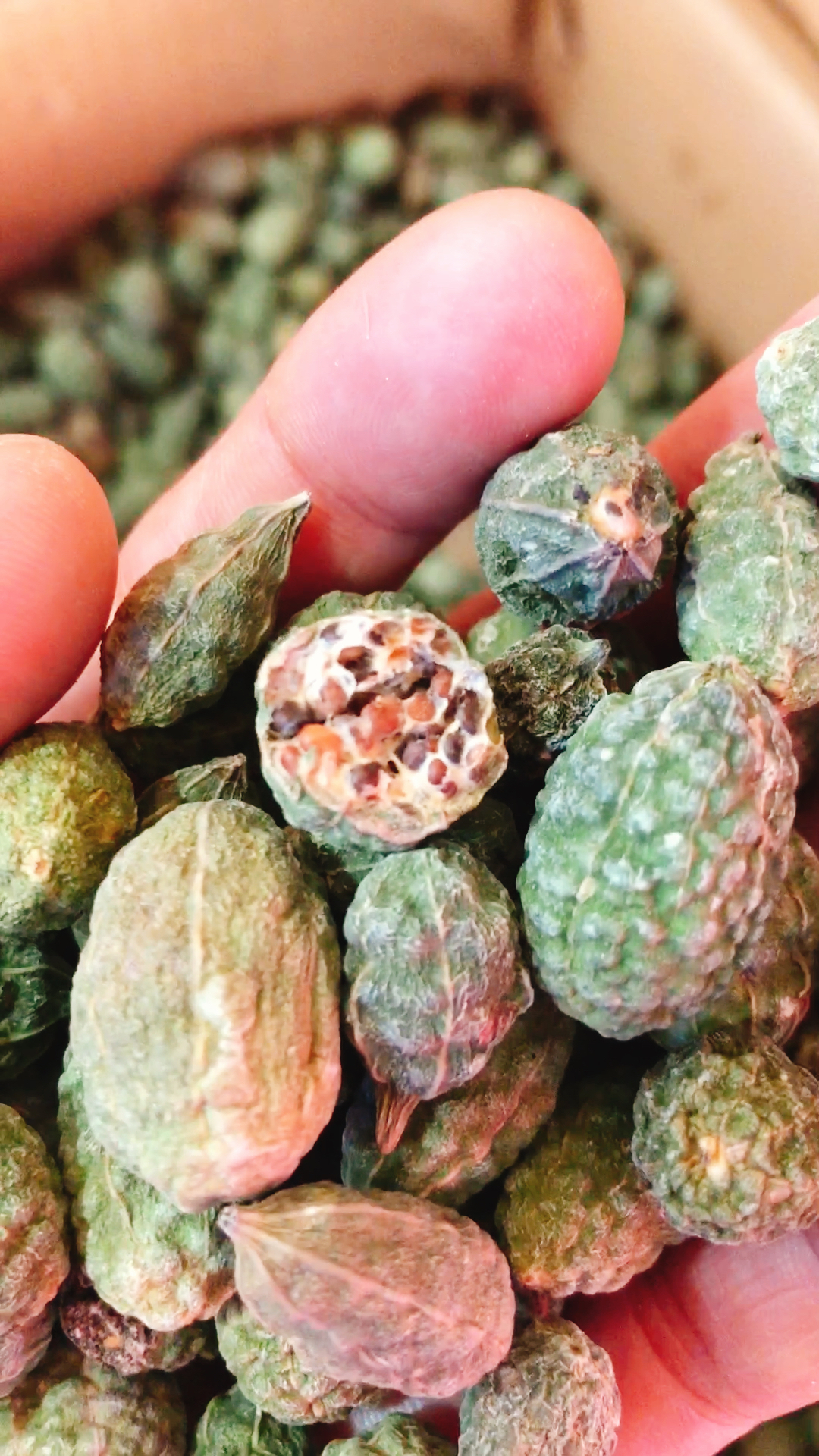 新疆的野西瓜,可以治疗风热咳嗽,关节炎,烫伤,腹痛.全身都是宝哦.