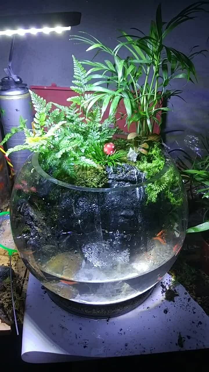 可以养鱼的.微景观.希望你们喜欢.宏岩生态水族制作18070013553