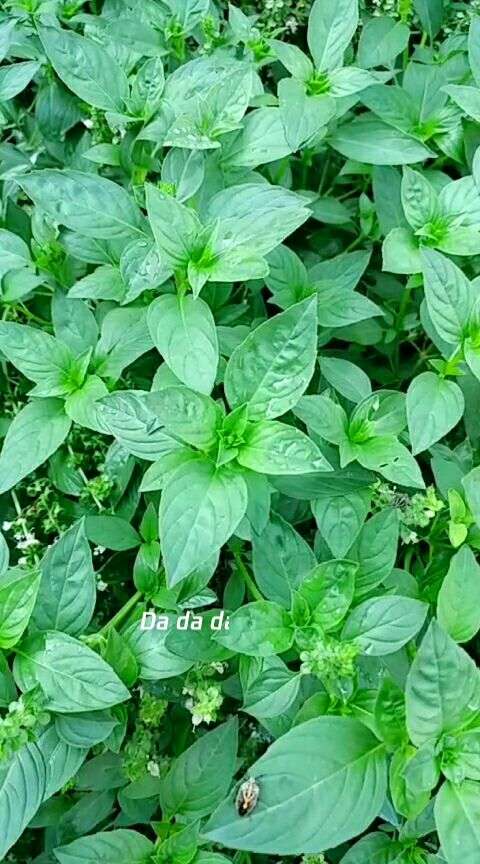 我們叫"五香"你們叫什麼?